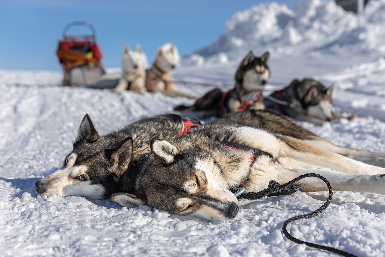 Huskies resting on the snow in harness during a break on a sledding tour