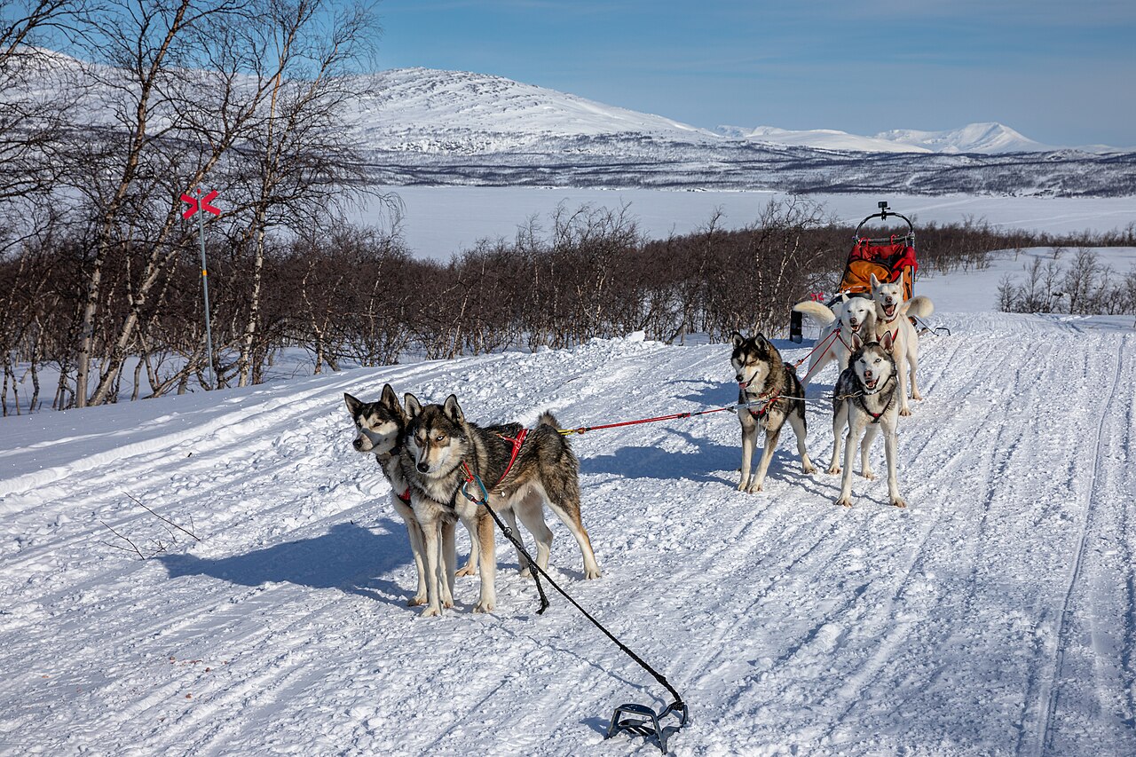A team of huskies pulling a sled along a snowy track with mountains behind