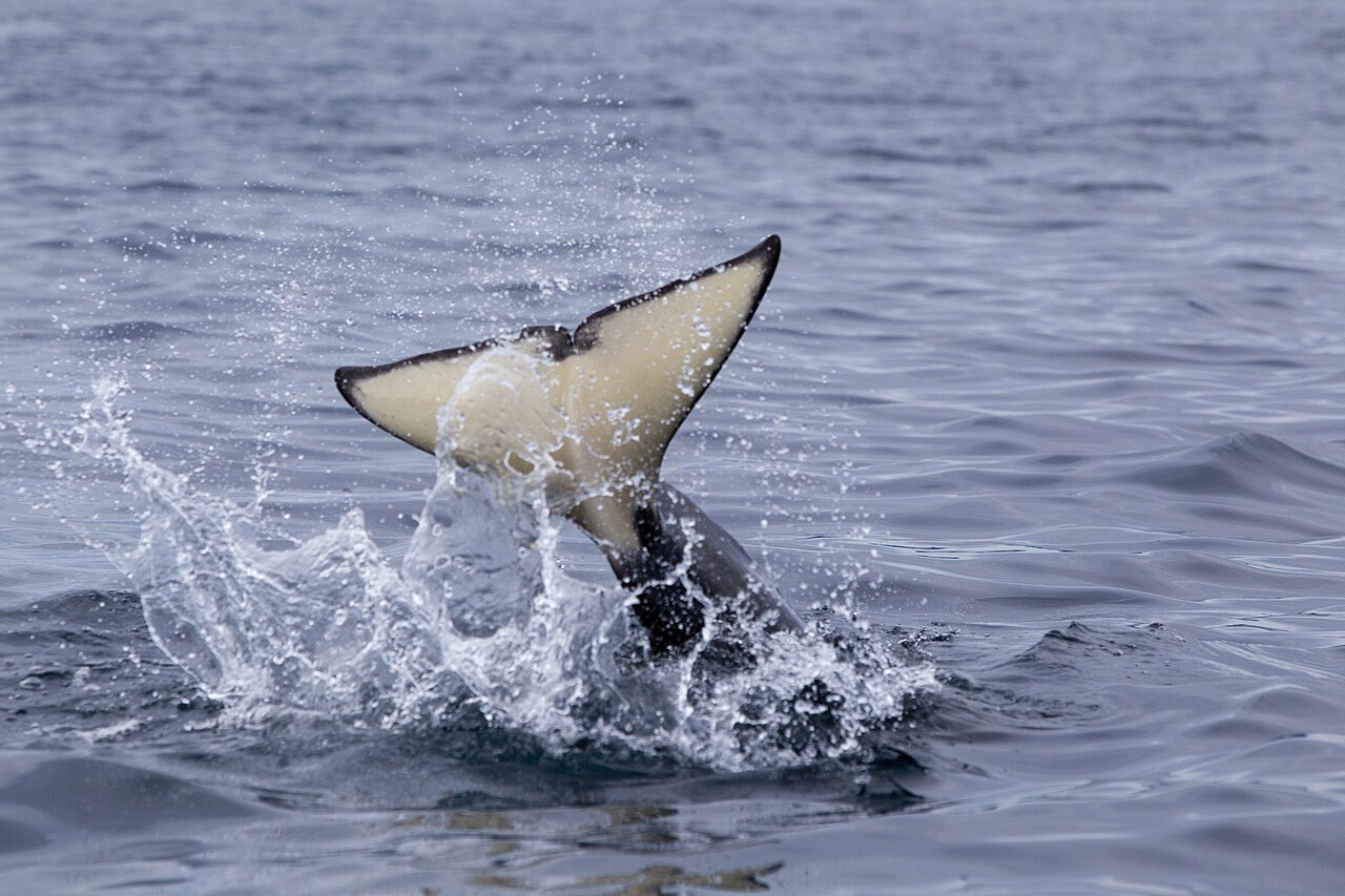 An orca's tail lifted out of the sea with spray in Vestfjord, Norway