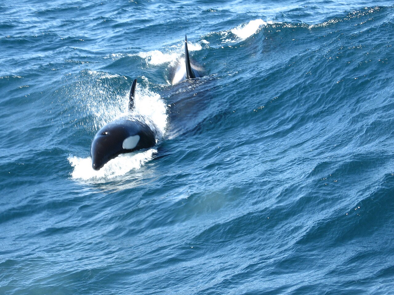 Two orcas surfacing in rough blue water in northern Norway