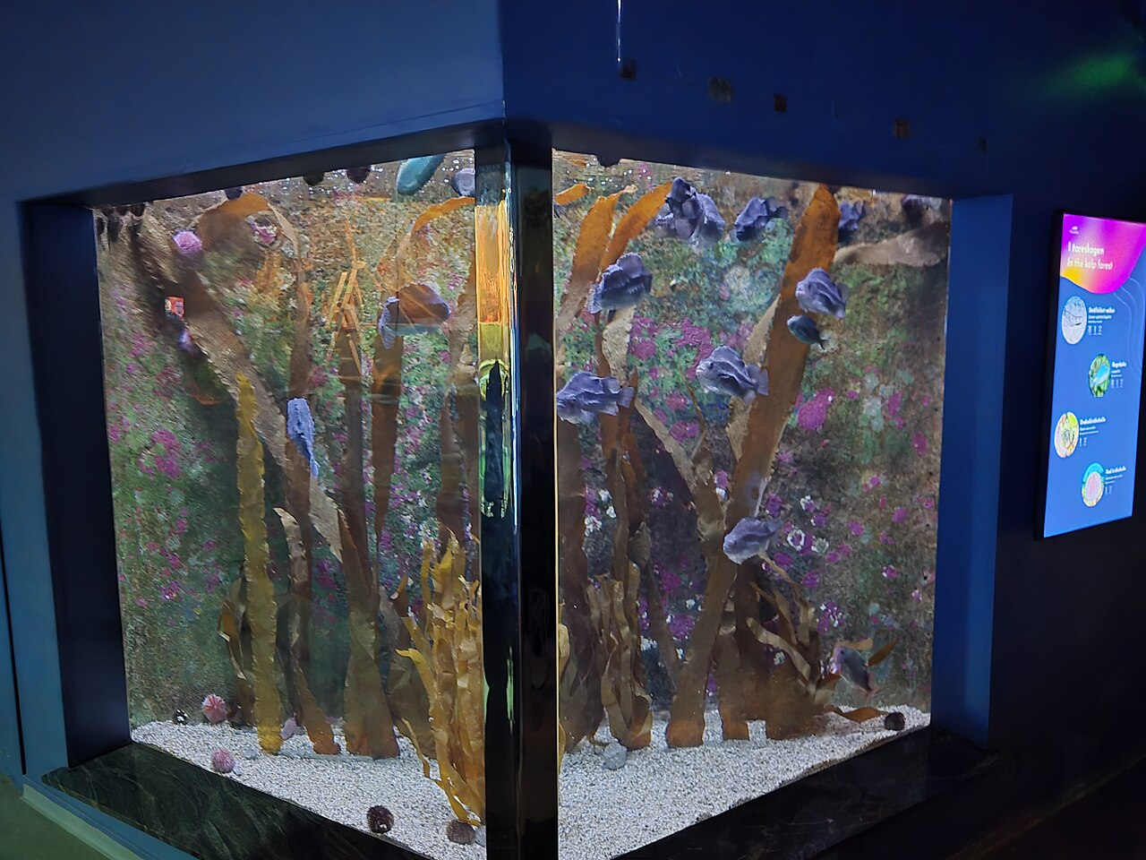A cube-shaped aquarium tank at Polaria with kelp, anemones and fish
